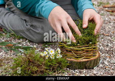 girl building an Easter basket from a tree disc, willow twigs, moss, daisies and coloured eggs; 4. step: padding the basket with moss, Germany Stock Photo
