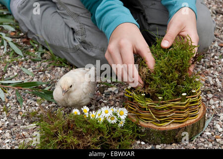 girl building an Easter basket from a tree disc, willow twigs, moss, daisies and coloured eggs; 4. step: padding the basket with moss with a chicken watching, Germany Stock Photo