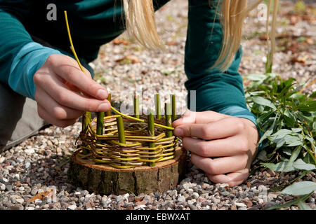 girl building an Easter basket from a tree disc, willow twigs, moss, daisies and coloured eggs; 3. step: weaving flexible willow twigs into the solide vertical ones, Germany Stock Photo
