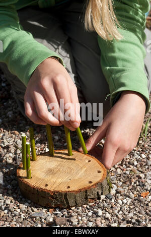 girl building an Easter basket from a tree disc, willow twigs, moss, daisies and coloured eggs; 2. step: putting willow twigs into the holes drilled into the tree disc, Germany Stock Photo