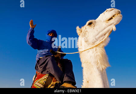 Local Bedouin man on camel ride in Douz in Sahara Desert, Tunisia Stock Photo