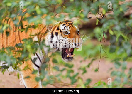 Siberian tiger, Amurian tiger (Panthera tigris altaica), portrait of a snarling Siberian tiger Stock Photo
