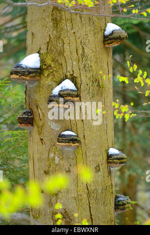 common beech (Fagus sylvatica), tree-trunk with Bracket fungi, Germany, Bavaria, Bavarian Forest National Park Stock Photo