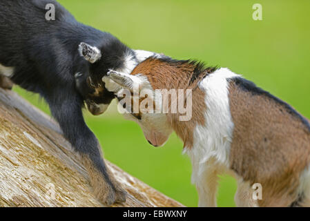 domestic goat (Capra hircus, Capra aegagrus f. hircus), kids playing on an old tree trunk in spring, Germany, Bavaria Stock Photo