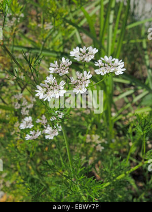 coriander (Coriandrum sativum), inflorescence Stock Photo