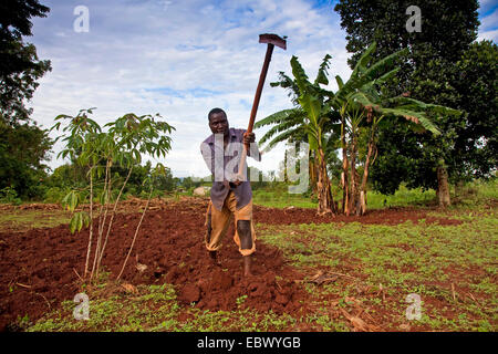 farmer is working on his fertile field with a hatchet, coffee plant in the left hand foreground, banana plant in the right hand background, Uganda, Jinja Stock Photo