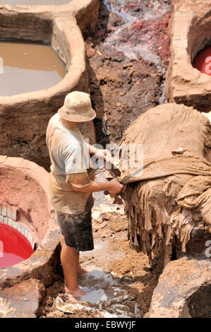 man watering leather in troughs of tanners' and dyers' quarter chouwara, Morocco, Fes Stock Photo