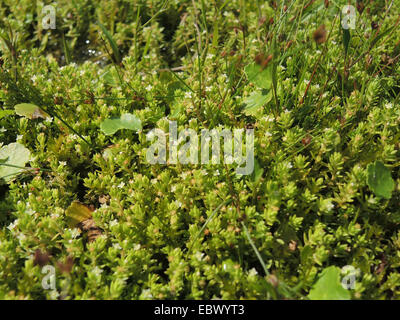 Swamp stonecrop, Australian Swamp Stonecrop, New Zealand Pigmyweed (Crassula helmsii), replacing bulbous rush and pennywort on a pond shore, Germany Stock Photo