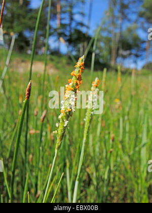 orange foxtail, short-awn foxtail (Alopecurus aequalis), blooming, Germany, North Rhine-Westphalia Stock Photo