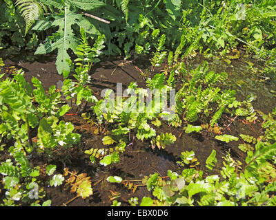 lesser water-parsnip, wild parsnip (Berula erecta), leaves in a ditch, Germany, North Rhine-Westphalia Stock Photo