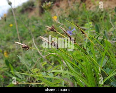 soft-leaved sedge (Carex montana), inflorescences, Germany, North Rhine-Westphalia Stock Photo