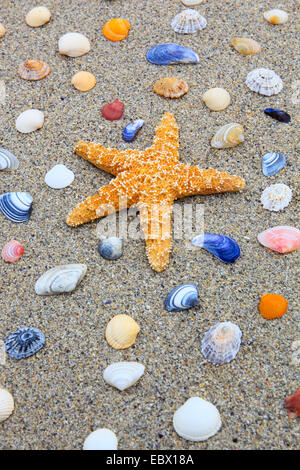 seastar and colourful conchs in sand, United Kingdom, Scotland Stock Photo