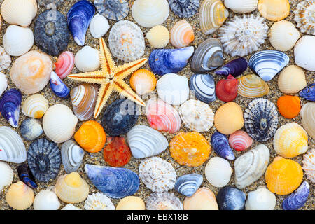 seastar and colourful conchs in sand, United Kingdom, Scotland Stock Photo