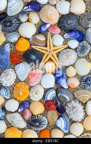 seastar and colourful conchs in sand, United Kingdom, Scotland Stock Photo