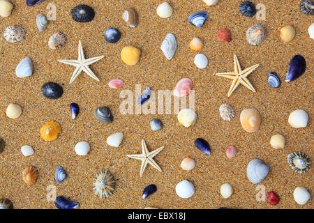 seastars and colourful conchs in sand, United Kingdom, Scotland Stock Photo