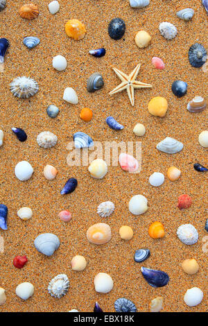 seastars and colourful conchs in sand, United Kingdom, Scotland Stock Photo