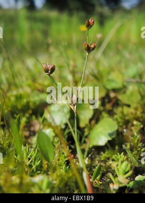 bulbous rush (Juncus bulbosus), inflorescence with pseudovivipary, Germany, North Rhine-Westphalia Stock Photo