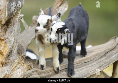 domestic goat (Capra hircus, Capra aegagrus f. hircus), kids playing on an old tree trunk in spring, Germany, Bavaria Stock Photo