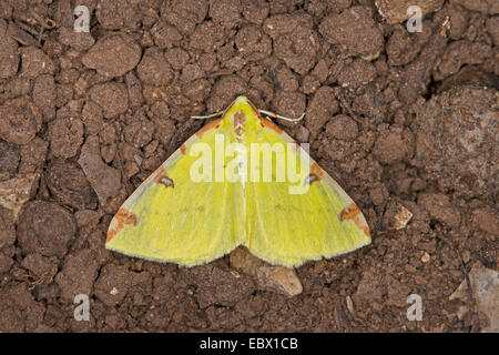 brimstone moth (Opisthograptis luteolata), on the ground, Germany Stock Photo