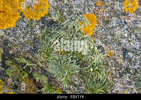 Sea ivory (Ramalina cf. siliquosa), Sea Ivory Lichen on rocks and stone walls on coastland, Germany Stock Photo