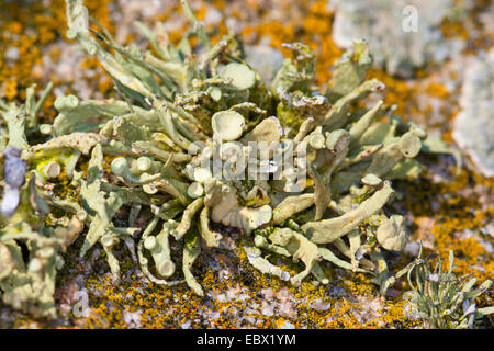 Sea ivory (Ramalina cf. siliquosa), Sea Ivory Lichen on rocks and stone walls on coastland, Germany Stock Photo