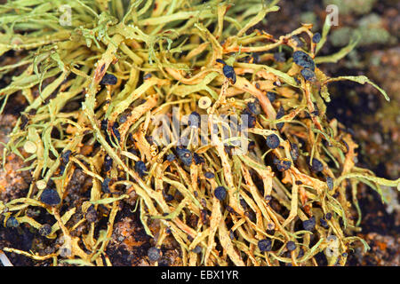 Sea ivory (Ramalina cf. siliquosa), Sea Ivory Lichen on rocks and stone walls on coastland, Germany Stock Photo