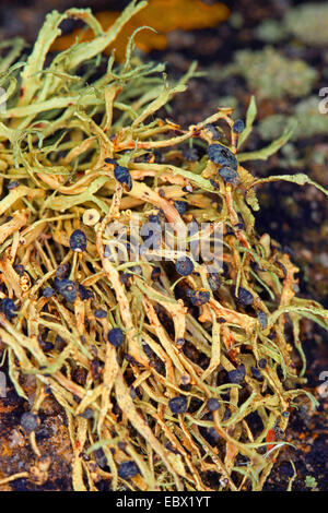 Sea ivory (Ramalina cf. siliquosa), Sea Ivory Lichen on rocks and stone walls on coastland, Germany Stock Photo