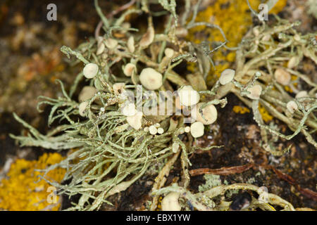 Sea ivory (Ramalina cf. siliquosa), Sea Ivory Lichen on rocks and stone walls on coastland, Germany Stock Photo