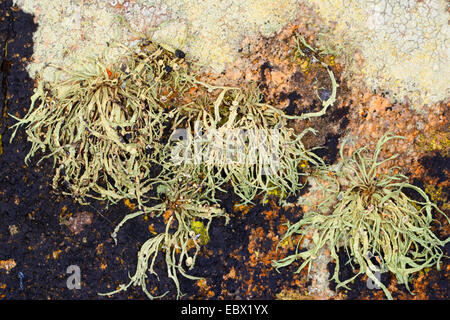 Sea ivory (Ramalina cf. siliquosa), Sea Ivory Lichen on rocks and stone walls on coastland, Germany Stock Photo