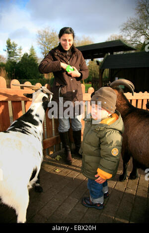 mother and little feeding goats in a petting zoo Stock Photo