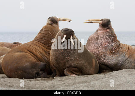walrus (Odobenus rosmarus), lying on sand bank threatening, Norway, Svalbard, Forlandsundet Poolepynten Stock Photo