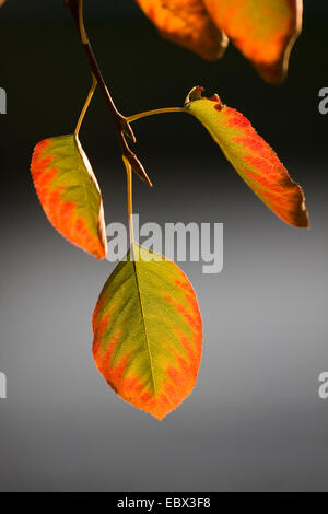Lamarck's Serviceberry (Amelanchier lamarckii), twig with autumn leaves, Germany, Baden-Wuerttemberg Stock Photo