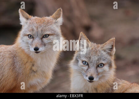 swift fox, kit fox (Vulpes velox), portrait of two individuals Stock Photo