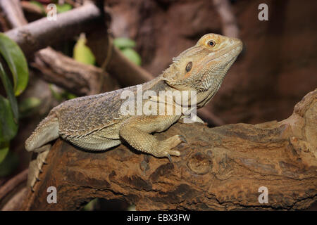 bearded dragon (Amphibolurus barbatus, Pogona barbatus), sitting on a stem Stock Photo