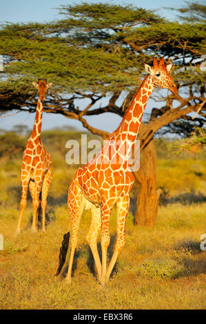 reticulated giraffe (Giraffa camelopardalis reticulata), two giraffes in the landscape of Northern Kenya in evening light, Kenya, Samburu National Reserve Stock Photo