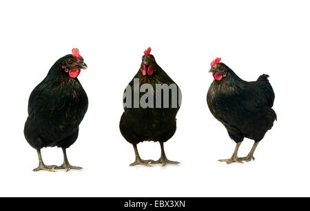 three black chicken isolated over white Stock Photo