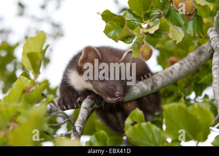 European pine marten (Martes martes), juvenile climbing in a tree, Germany Stock Photo