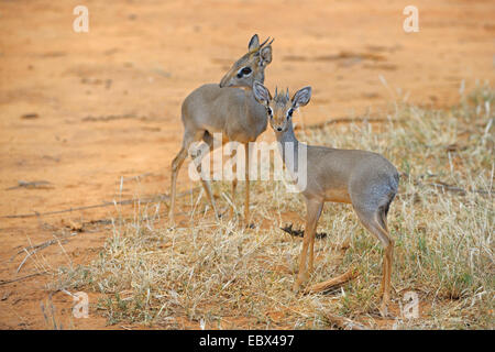 Kirk's dikdik, Kirk's dik-dik, Damara dik-dik (Madoqua kirkii), pair in its habitat, Kenya, Samburu National Reserve Stock Photo