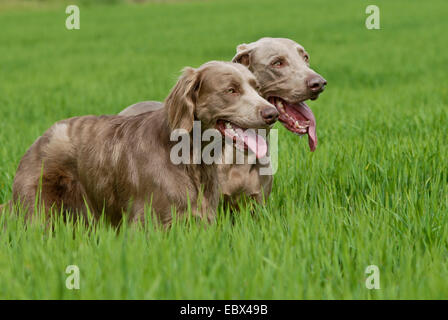 Weimaraner (Canis lupus f. familiaris), two dogs running through a meadow, Germany Stock Photo