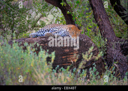 leopard (Panthera pardus), male rests on a rock, Kenya, Samburu National Reserve Stock Photo
