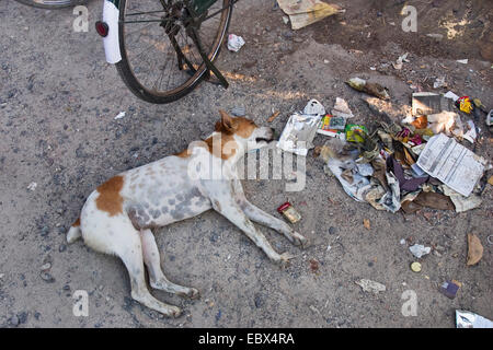 dog sleeping in the street beside garbage, India, Andaman Islands Stock Photo