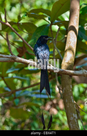 greater racquet-tailed drongo (Dicrurus paradiseus), sitting on a branch, India, Andaman Islands Stock Photo