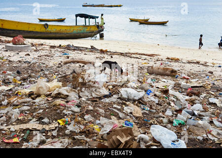 domestic dog (Canis lupus f. familiaris), dog at the beach amidst garbage, India, Andaman Islands