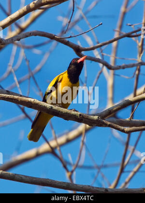 Asian black-headed oriole (Oriolus xanthornus), sitting on a branch, India, Andaman Islands Stock Photo