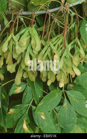ashleaf maple, box elder (Acer negundo), fruits on the branch Stock Photo