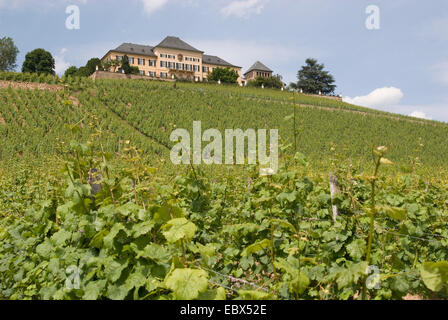 vineyard Joannisberg, Germany, Hesse, Johannisberg Stock Photo