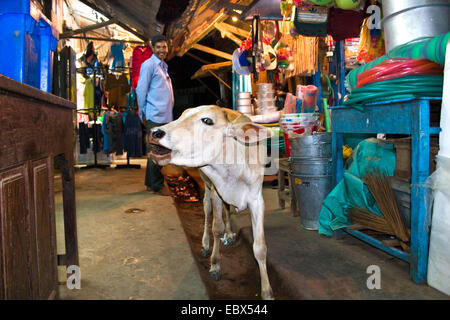 Zebu, Humped Cattle, Indicus Cattle (Bos primigenius indicus, Bos indicus), holy cow between market stands, India, Andaman Islands, Mayabunder Stock Photo