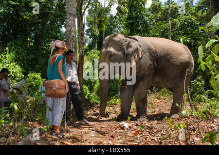 Indian elephant (Elephas maximus indicus, Elephas maximus bengalensis), Working Elephant and tourist, India, Andaman Islands, Havelock Island Stock Photo