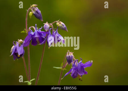 European columbine (Aquilegia vulgaris), blooming, Germany, Rhineland-Palatinate Stock Photo