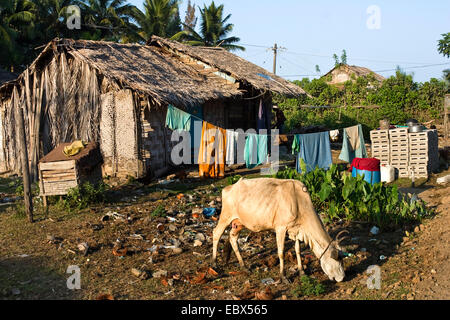 Zebu, Humped Cattle, Indicus Cattle (Bos primigenius indicus, Bos indicus), hut with cow, India, Andaman Islands, Middle Andaman Stock Photo